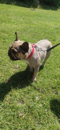 Französische Bulldog Dame sucht ein Zuhause