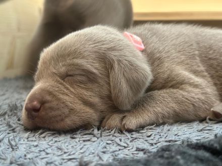 Silberne reinrassige Labradorwelpen
