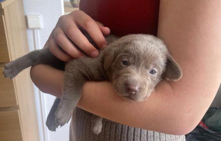 Silberne reinrassige Labradorwelpen
