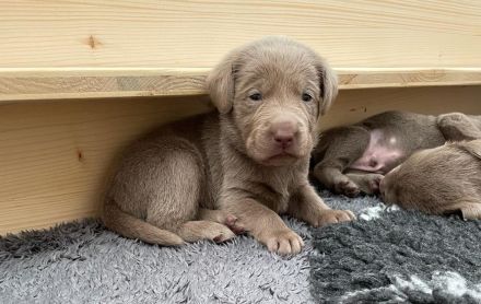 Silberne reinrassige Labradorwelpen