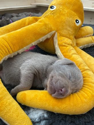 Silberne reinrassige Labradorwelpen