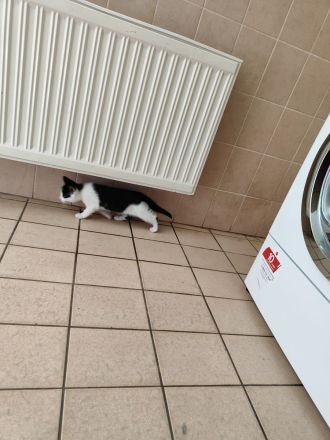 Haus und Hof Kätzchen