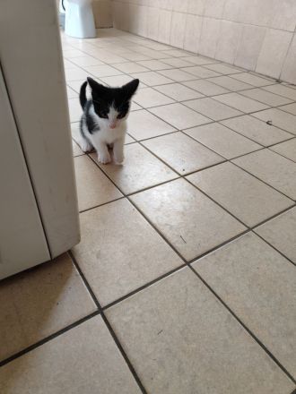 Haus und Hof Kätzchen