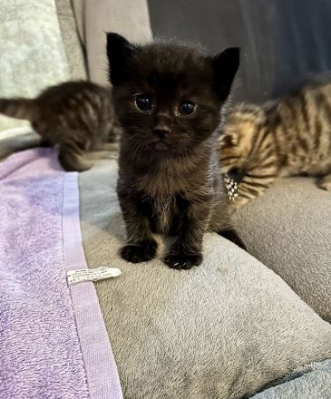 Kitten MaineCoon & Wildkatze
