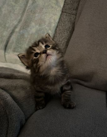 Kitten MaineCoon & Wildkatze