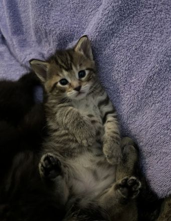 Kitten MaineCoon & Wildkatze