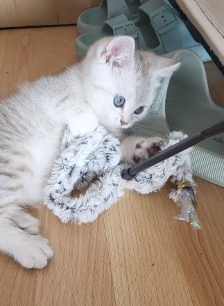 Wunderschöne BkH kitten 😍