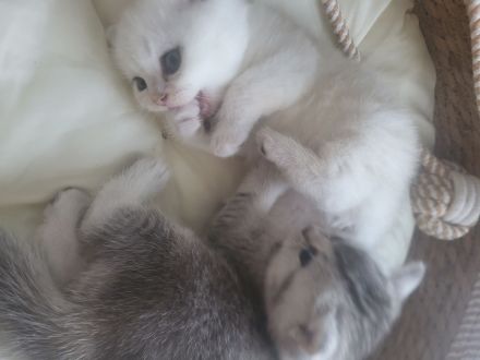 Wunderschöne BkH kitten 😍
