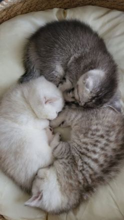 Wunderschöne BkH kitten 😍