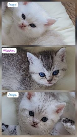 Wunderschöne BkH kitten 😍