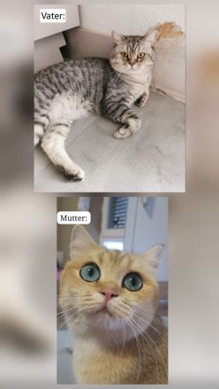 Wunderschöne BkH kitten 😍