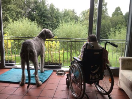 Wunderschöne Irischer Wolfshund Welpen freuen sich auf ein neues Zuhause!