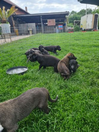 Wunderschöne Irischer Wolfshund Welpen freuen sich auf ein neues Zuhause!