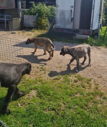 Wunderschöne Irischer Wolfshund Welpen freuen sich auf ein neues Zuhause!