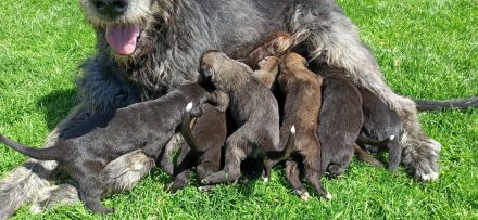 Wunderschöne Irischer Wolfshund Welpen freuen sich auf ein neues Zuhause!