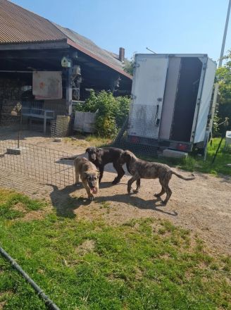 Wunderschöne Irischer Wolfshund Welpen freuen sich auf ein neues Zuhause!