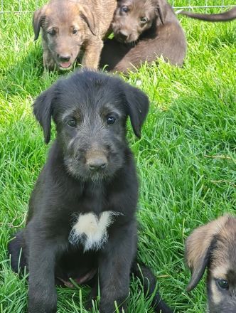 Wunderschöne Irischer Wolfshund Welpen freuen sich auf ein neues Zuhause!