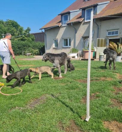Wunderschöne Irischer Wolfshund Welpen freuen sich auf ein neues Zuhause!