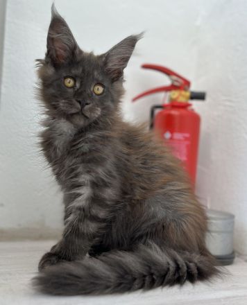 Maine Coon Kitten Abgabebereit