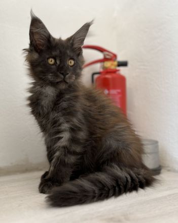 Maine Coon Kitten Abgabebereit