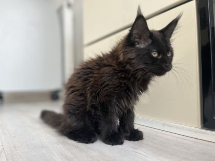 Maine Coon Kitten Abgabebereit