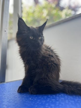 Maine Coon Kitten Abgabebereit