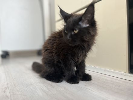 Maine Coon Kitten Abgabebereit