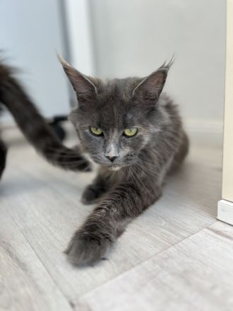 Maine Coon Kitten Abgabebereit