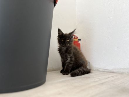 Maine Coon Kitten Abgabebereit