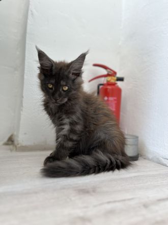 Maine Coon Kitten Abgabebereit
