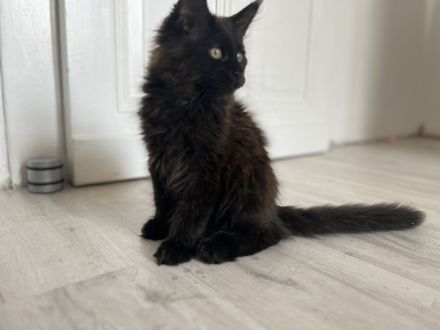 Maine Coon Kitten Abgabebereit