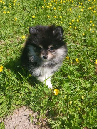 Pomerania Welpen suchen neues Zuhause