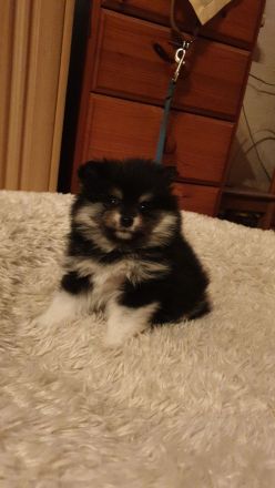 Pomerania Welpen suchen neues Zuhause