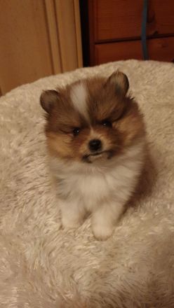 Pomerania Welpen suchen neues Zuhause