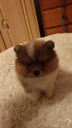 Pomerania Welpen suchen neues Zuhause