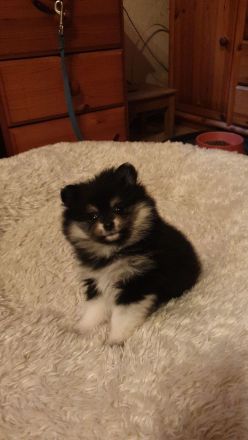 Pomerania Welpen suchen neues Zuhause