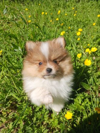 Pomerania Welpen suchen neues Zuhause