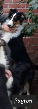 Tolle Colliewelpen