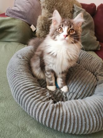 Maine Coon Kitten