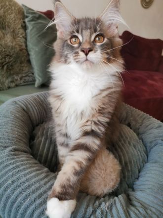 Maine Coon Kitten