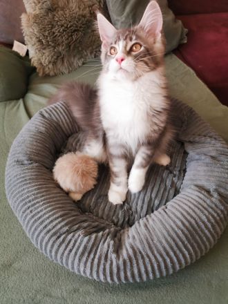 Maine Coon Kitten
