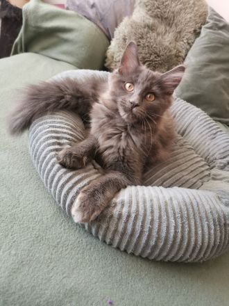 Maine Coon Kitten