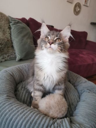 Maine Coon Kitten