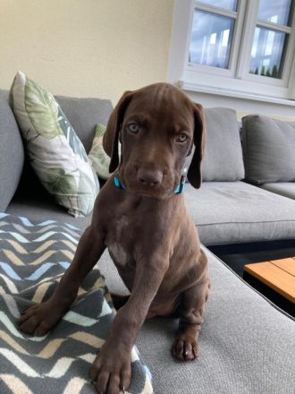 Deutsch Kurzhaar Welpen