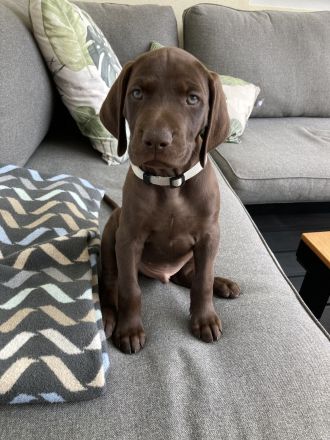 Deutsch Kurzhaar Welpen