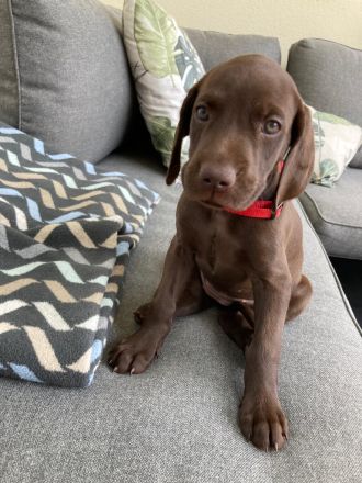 Deutsch Kurzhaar Welpen