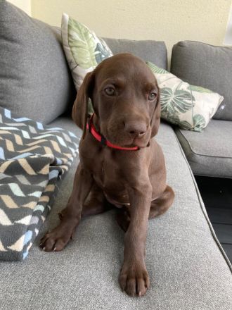 Deutsch Kurzhaar Welpen