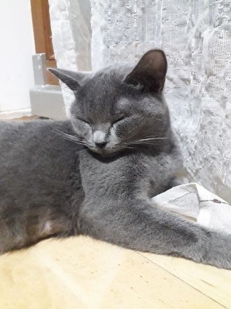 Reinrassigen britisch kurzhaar BKH Kitten