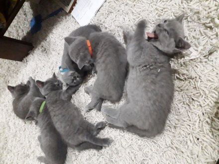 Reinrassigen britisch kurzhaar BKH Kitten