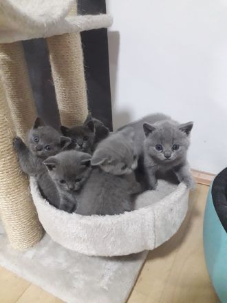 Reinrassigen britisch kurzhaar BKH Kitten